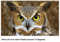 Useless Owl Dispenses Zero Wisdom