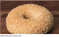 Bed To Never Recover From Encounter With Sesame Seed Bagel