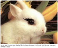 Maybelline Vows To End Animal Testing On All Rabbits That Don’t Look Stunning With Blush On