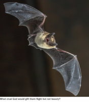 Fuzzy Little Bat Would Be So Adorable If Not For Vile Skin Wings