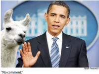 Obama's New Llama Gets in All Kinds of Drama
