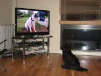 Man Still Trying to Get Dog to Look at Dog on TV
