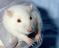 Lab Rat Prays Scientist's Interest in Genetic Disorder Will Keep Him Alive for Just One More Day